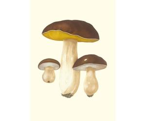 Carnet Champignons comestibles et vénéneux
