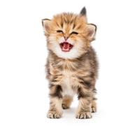 Carnet de Mots de Passe: 54 pages