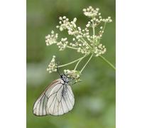 Carnet de photographes macrophotographie Macrophotographie - Ghislain Simard - Eyrolles - broché - Guide