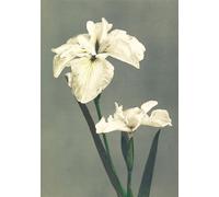 Carnet - Fleurs japonaises Édition bilingue anglais-français - Kazusama Ogawa - Reliefs Editions - broché - Carnet (de voyage, intime, de notes)