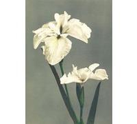 Carnet - Fleurs japonaises Kazusama Ogawa (Auteur)