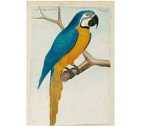 Carnet ligné Ara bleu, dessin 18e siècle - François-Nicolas Martinet - Hachette Bnf - broché - Livre