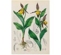 Carnet ligné Orchidée jaune, dessin 19e siècle - Jean-Baptiste Barla - Hachette Bnf - broché - Livre