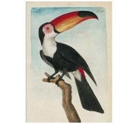 Carnet ligné Toucan, dessin 18e siècle - François-Nicolas Martinet - Hachette Bnf - broché - Livre