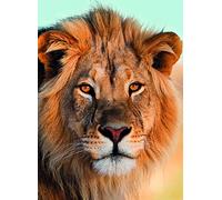 Carnet - Lion