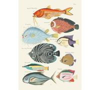 Carnet Poissons, écrevisses et crabes