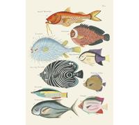 Carnet - Poissons, écrevisses et crabes