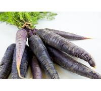 Carotte Purple Haze F1