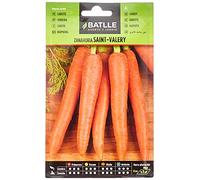 Carotte Saint-Valery Tres PRECOCE