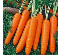 Carotte, Scarlet Nantes, Heirloom, 100 graines bio, carottes savoureux pour des collations