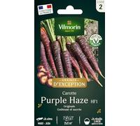 Carotte Violette Purple Haze HF1 - Graines d'Exception