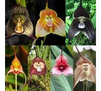 Carpet Lot de 200 graines d'orchidée visage de singe pour plantation, orchidée exotique rare Dracula Simia pour serre et terrariums d'intérieur