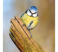 Carte carrée avec enveloppe Blue Tit