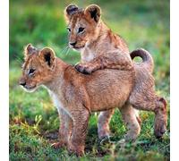 Carte carrée avec enveloppe Lion Cubs