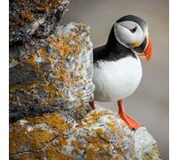 Carte carrée avec enveloppe Puffin