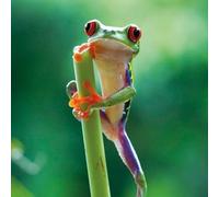 Carte carrée Red Eyed Frog avec enveloppe