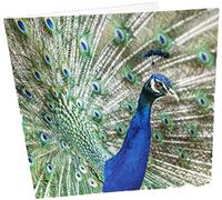Carte d'anniversaire vierge Motif paon