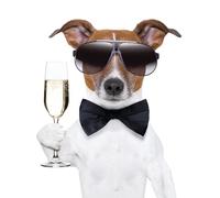 Carte d'anniversaire vierge pour lui/elle - Homme/Femme - Jolis funimaux photographiques d'animaux malicieux - Carte générale pour toutes les occasions - Fabriquée au Royaume-Uni - Respectueux de