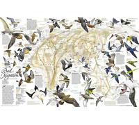 Carte de l'hémisphère oriental sur la migration des oiseaux en 2004