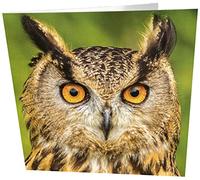Carte de vœux d'anniversaire vierge Motif hibou