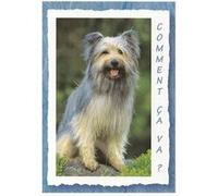 Carte Message - Chien Comment Ca Va ? G