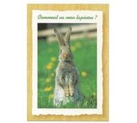 Carte Message - Lapin Comment Va Mon Lapinou ? G
