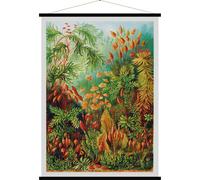 Carte murale - Muscinae, mousses (style vintage) - 84 x 113 cm | Blue Shaker