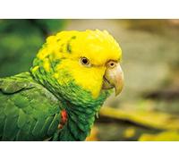 Carte postale 3 D Amazone Carte postale Carte hologramme Animaux Oiseaux Papagei