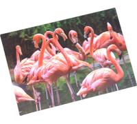 carte postale 3D flamants roses