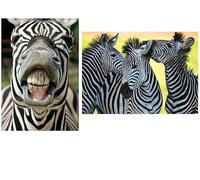 Carte postale animaux africains : zEBRA tRIO trois joli-motif zèbres - 10636»