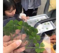 Carte postale trèfle à quatre feuilles - Une carte de vœux naturellement transparente, un marque-page et une décoration parfaits, un merveilleux cadeau de vacances, avec une forme de trèfle à quatre f