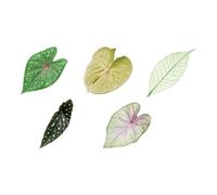 Cartes de marque-pages PET transparentes, A | Ensemble de marquage de page de 5 pièces, accessoires de lecture légers, accent de journal de nature