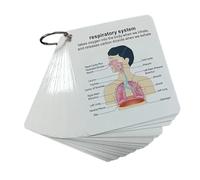 Cartes Flash Anatomie, Ensembles De Cartes De Guidage D'apprentissage Infirmier Des Étudiants, Outils D'apprentissage 9x10x0.1cm, Carte D'anatomie Du Système Humain, Compact Et Portable Pour L'école D