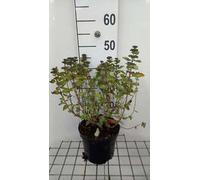 Caryoptéris cland. 'Good As Gold'® - Fleur de barbe 30- 40 cm Conteneur