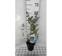 Caryopteris cland. 'Heavenly Blue' - Heavenly Blue ' Barbe Bleue, Spirée Bleue 25-30 cm en pot