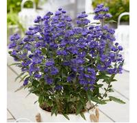 Caryopteris Grand Bleu® 'Inoveris', Spirée bleue, Barbe bleue