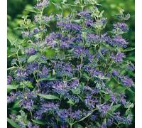 Caryopteris Heavenly Blue : Barbe bleue, arbuste de jardin rustique