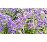 Caryopteris x clandonensis 'Heavenly Blue' / Spirée bleu/Conteneur de 3 à 4 litres