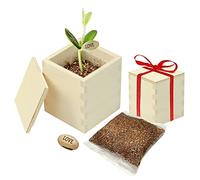 Casa Vivente Haricot Magique dans Petite Boîte en Bois, Message sur Les Feuilles de la Plante, I Love You