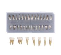 Casiler 1 Boîte Modèle Dentaire Modèle De Dents 28 Pcs 1: 1 Modèle De Dent Permanent Complet pour l'enseignement Dentaire