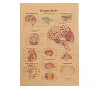 Casiler Affiche De Papier Kraft Anatomique Apprentissage du Cerveau Anatomie Schéma Explicatif Affiche Vintage Wall Art Decor Affiche Décor De Classe