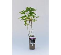 Cassis 'black marble' taille du pot - en pot de 1,5 litres