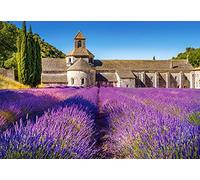 Castorland C-104284-2 Lavender Field en Provence, Puzzle 1000 pièces, Multicolore