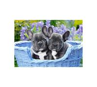CASTORLAND Puzzle 1000 pièces Chiots Bouledogue Français - Bouledogues Français 68x47cm