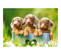 CASTORLAND Puzzle Niedliche Dackel 500 Teile