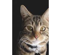 Cat named Zac - Journal