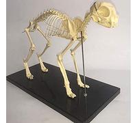 Cat Skeleton Modèle 1: modèle anatomique animal de compagnie chat animal animal squelettique échantillon anatomie bête médecine éducation outil outil squelette animal
