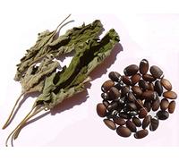 Cataire 150 graines - SEM05 + Echantillon plant sécher - Nepeta Cataria - Catnip - (Herbe à Chats)