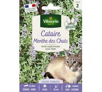 Vilmorin – Cataire – Menthe des chats – Graines à semer – Grand modèle