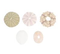 CATIEBYE Décorations D'oursins en Coquillage Bords Lisses pour Aquarium 5 Pièces, Accessoires Artisanaux en Coquillage Plusieurs Styles pour Décoration de Maison et Plusieurs Styles